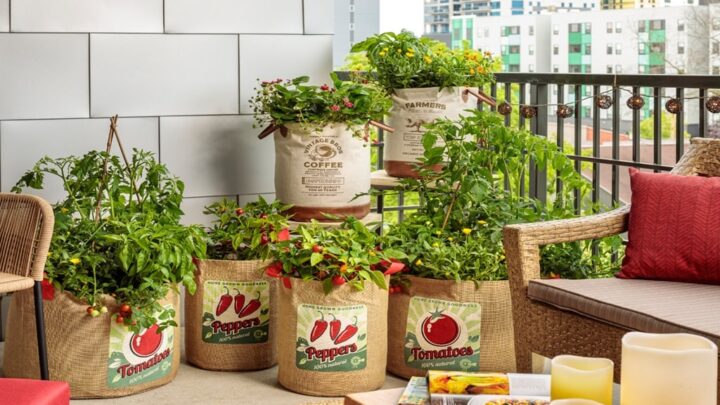 Ogród w mieście – warzywa i aromatyczne zioła w doniczkach
