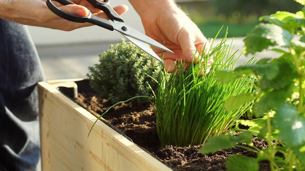 Rozwijaj swój własny ogród ziołowy