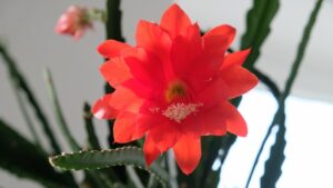 Epifilum-niewymagajacy-kaktus
