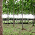 Oksygenator przyszłości w Twoim ogrodzie – drzewa tlenowe