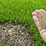 Odzyskiwanie blasku Twojego trawnika – sztuka dosiewania na starzejącym się trawniku